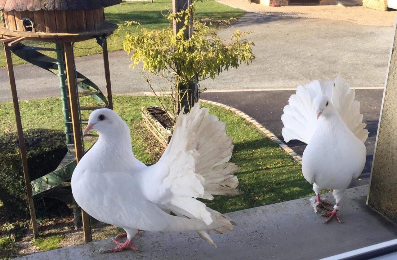 Frühstückspension Au Domaine Du Cerf Vyans-le-Val